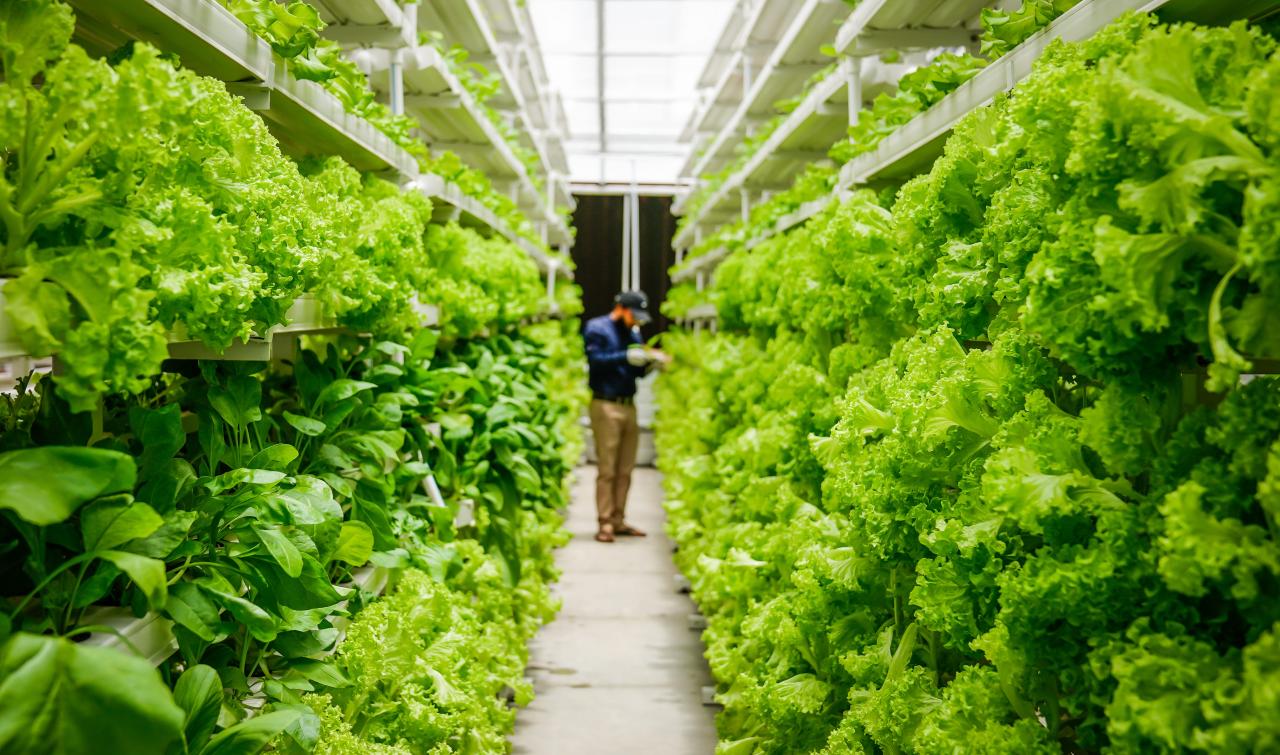 Indoor vertical farm with rows of lush green lettuce, with a person inspecting crops.