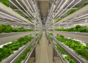 Urban Vertical Farms Bloom: Feeding Future Cities