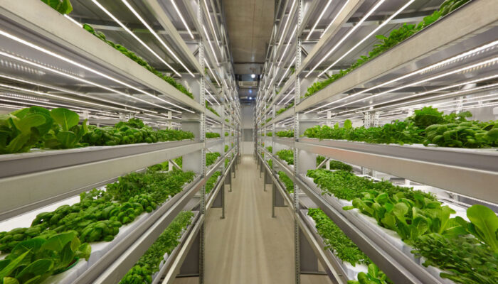 Urban Vertical Farms Bloom: Feeding Future Cities