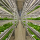 Indoor vertical farm with rows of leafy green plants under LED lights.