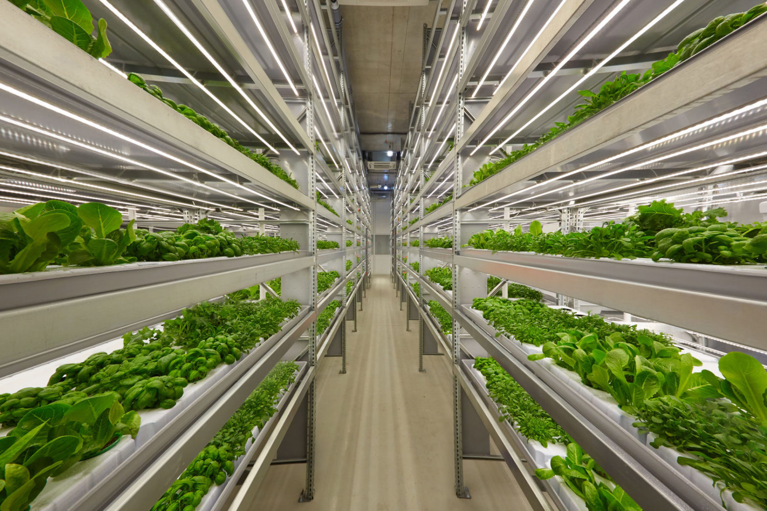 Indoor vertical farm with rows of leafy green plants under LED lights.